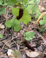 Pipevine swallowtail larvae