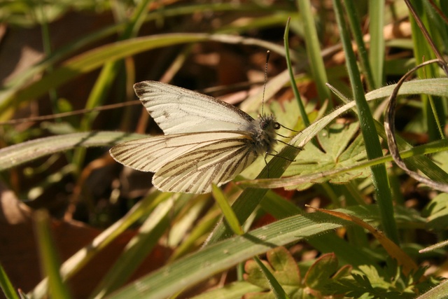 Pieris napi