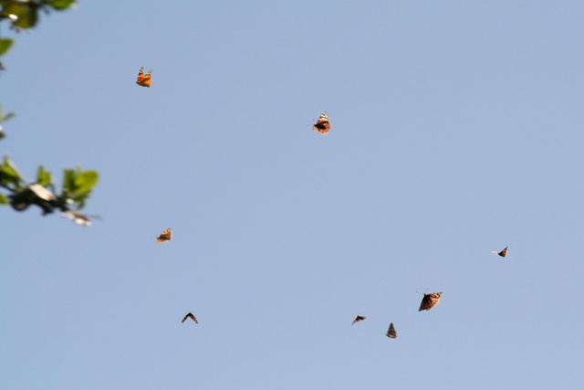 Painted Lady migration 2009