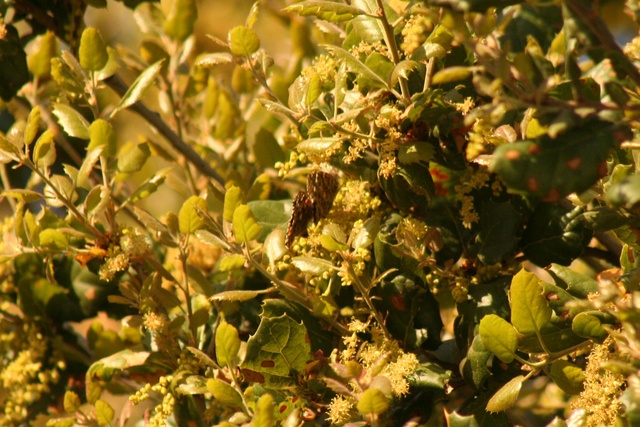 Painted Ladies copulating