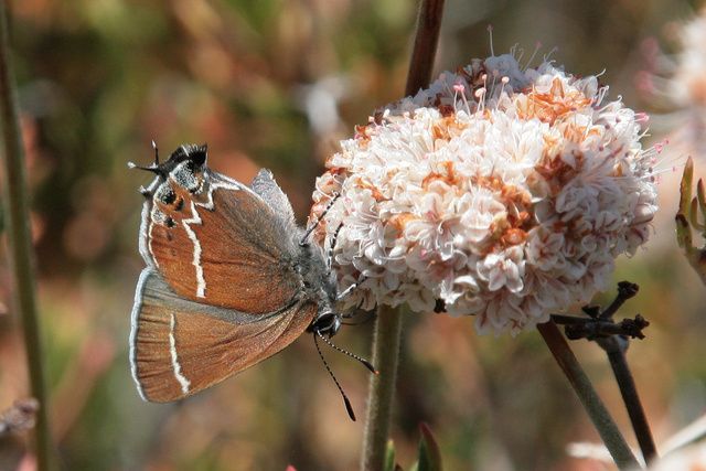 Thicket Hairstreak