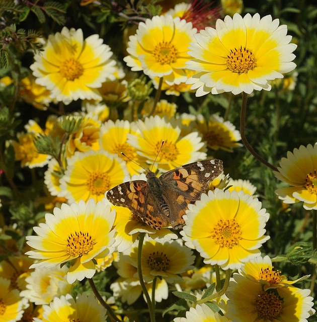 Vanessa cardui on Layia platyglossa