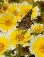 Vanessa cardui on Layia platyglossa