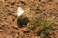 Pontia protodice laying egg, vernalis phenotype