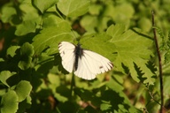 Pieris napi