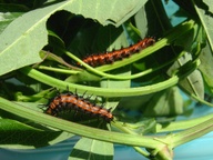 vanillae larvae