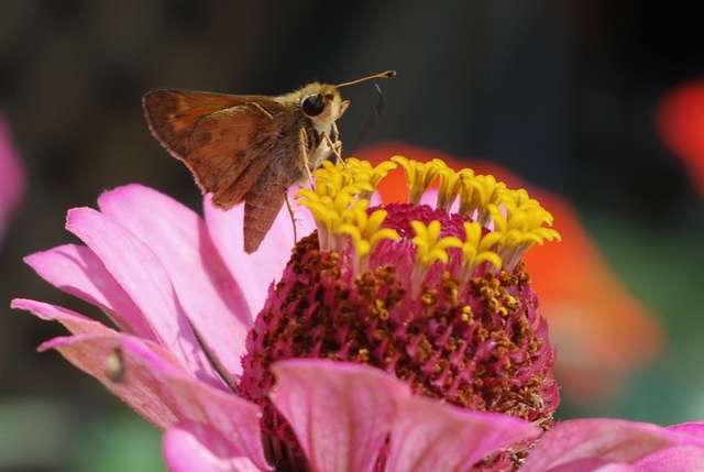 Atalopedes campestris