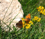 male L. mariposa attempts cop with L. cupreus