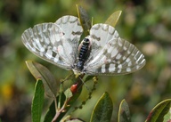 Parnassius clodius