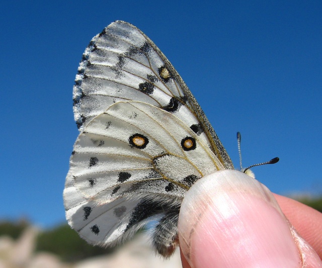 Parnassius phoebus behrii