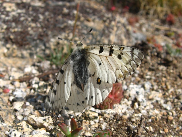 Parnassius phoebus behrii