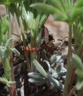 Satyrium fuliginosum fuliginosum