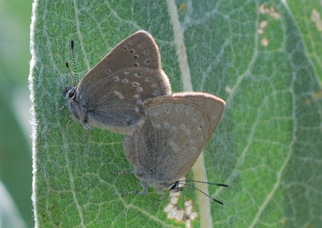 Satyrium fuliginosum semiluna