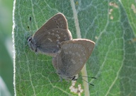 Satyrium fuliginosum semiluna