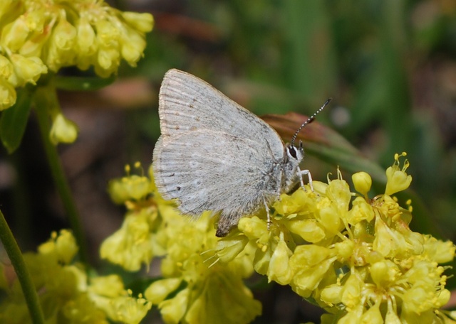 Satyrium fuliginosum semiluna