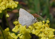 Satyrium fuliginosum semiluna