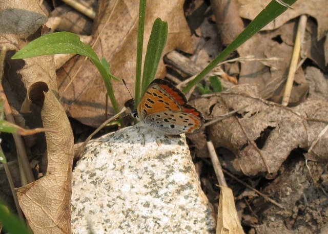 Lycaena cupreus