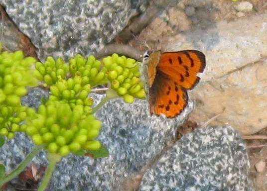 Lycaena cupreus