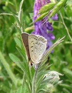 Lycaena editha