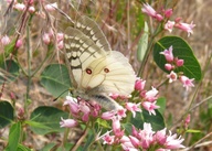 Parnassius clodius