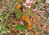 Phyciodes campestris montana