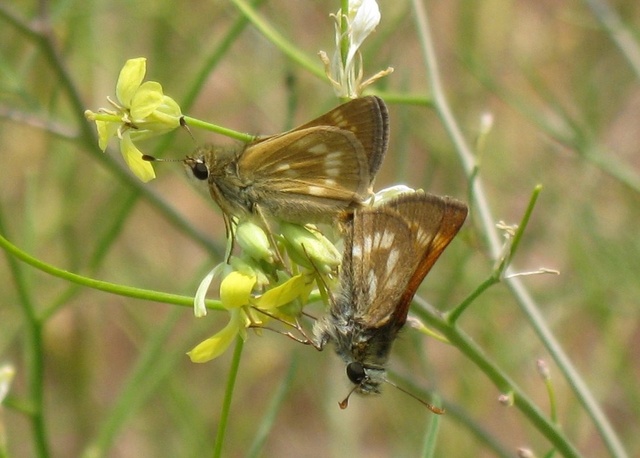 Polites sonora