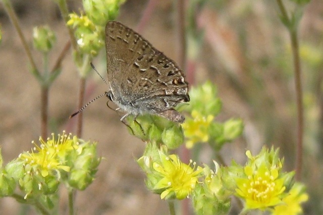 Satyrium behrii