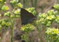 Satyrium californica