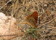 Speyeria callippe juba