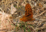 Speyeria callippe juba