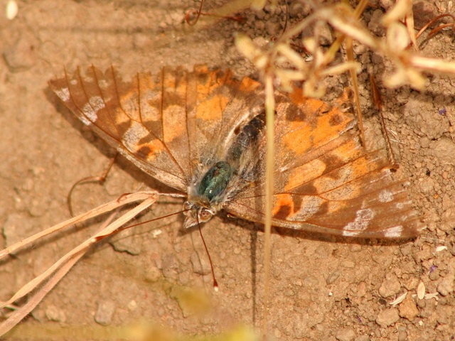 Painted Lady