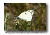 Euchloe ausonides