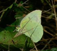 female Zerene eurydice