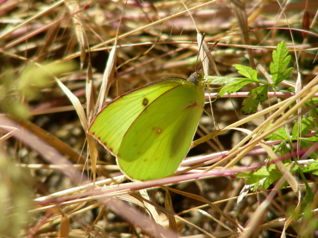 female Zerene eurydice