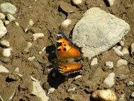 Nymphalis californica