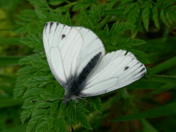 Pieris napi