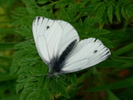 Pieris napi