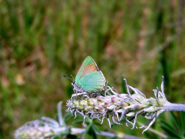 Callophrys dumetorum