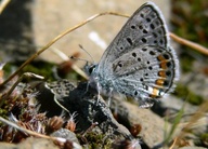 Plebejus lupini