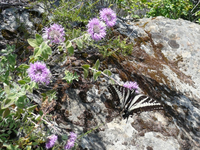 Papilio eurymedon, on coyotemint (Monardella)