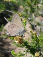 Satyrium saepium