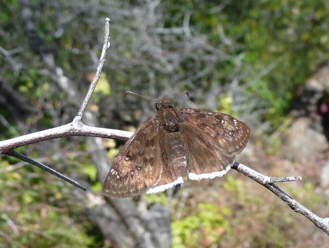 Erynnis tristis female