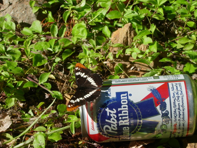 Lorquin's Admiral enjoying the official beverage of the Shapiro lab