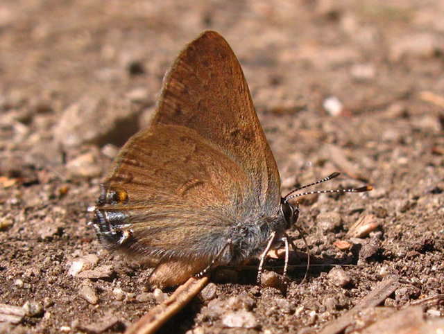 Satyrium auretorum