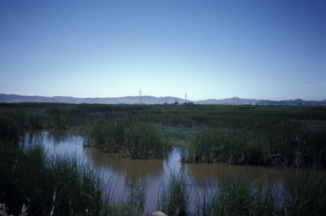 Suisun Marsh