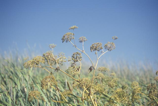 Water hemlock (Cicuta bolanderi)