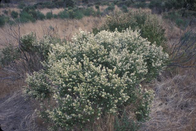 Female Coyotebrush (Baccharis pilularis) is seed