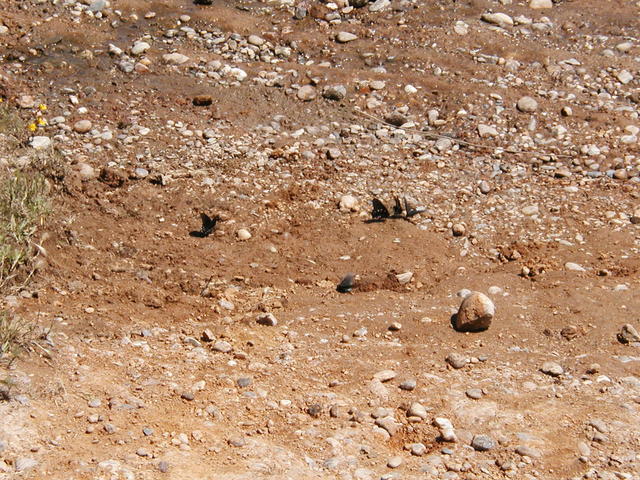 Pipevine Swallowtails mudpuddling