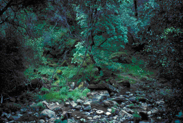 Riparian vegetation at Gates Canyon