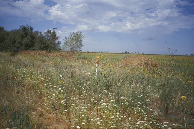 Fields of Sunflower and Bishop's Weed (Ammi)